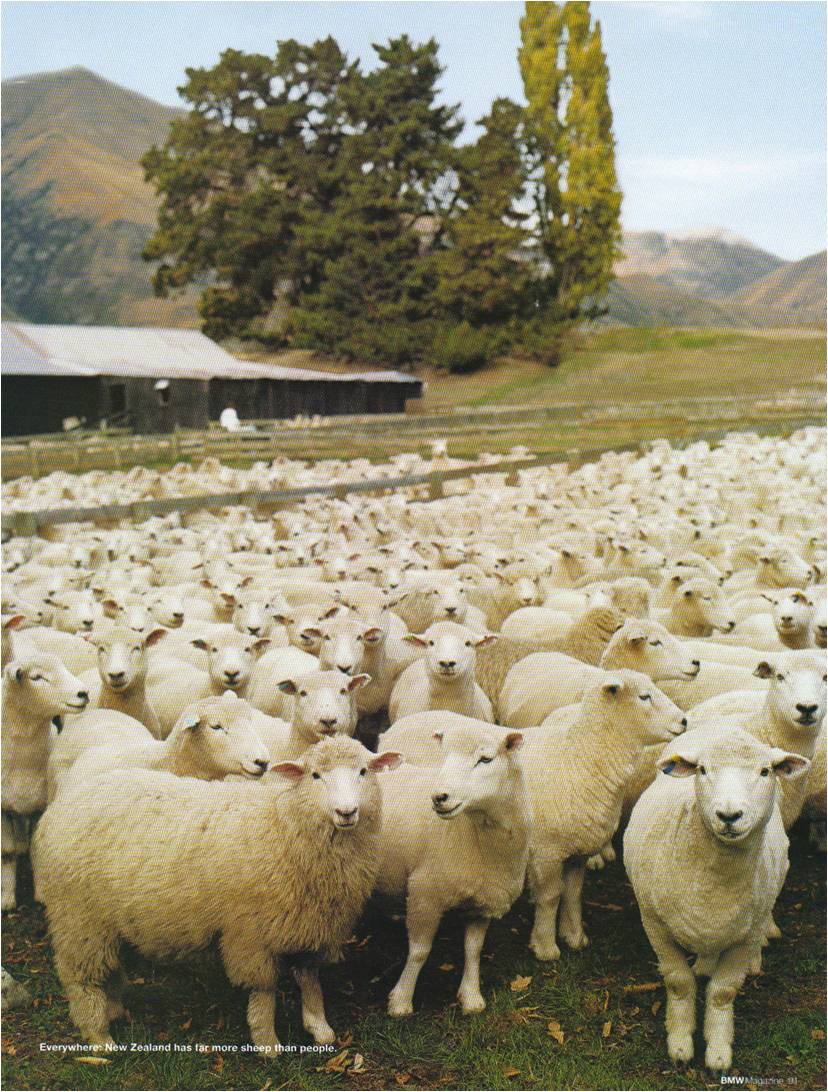 A field full of sheep.