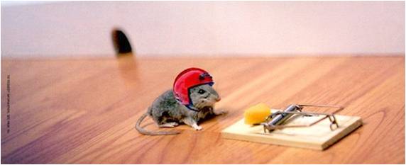 A mouse with a helmet contemplates a piece of cheese on a trap.