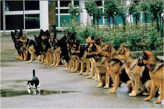 A cat walks past a line of German Shepherd polic dogs.