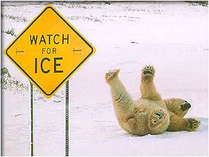 A polar bear sliding on his back next to a 'watch for ice' sign.