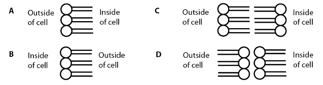 A: one row of phospholipids with the heads facing the outside of the cell. B: one row of phospholipids with the heads facing the inside of the cell. C: two rows of phospholipids, with the tails facing towards each other. D: two rows of phospholipids, with the heads facing towards each other.