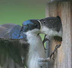 a male bird feeding a baby bird in a tree.