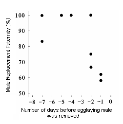 A graph of male replacement paternity.
