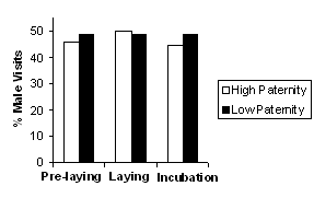 A chart showing three periods in the egg-laying cycle and comparing high and low paternity at each period.