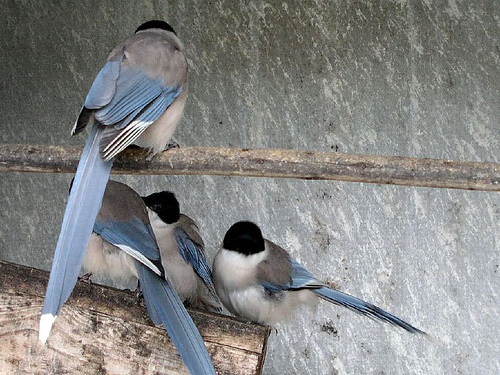 Azure-Winged Magpies