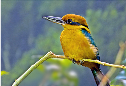 A yellow Guam Micronesian Kingfisher.