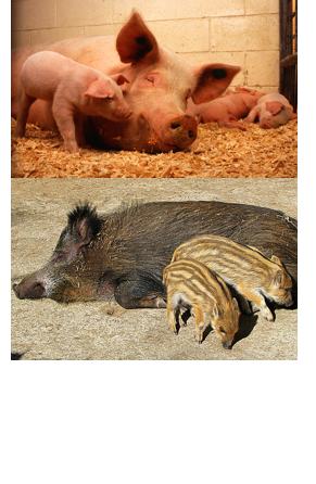 A female domestic pig with piglets and a wild pig with piglets.