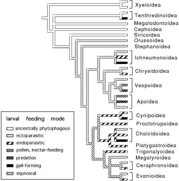 a chart of Phylogentic hypotheses