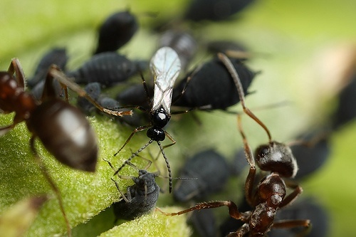 Female parasitoid wasp