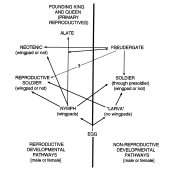 a diagram of developmental options.