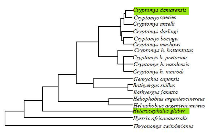 A phylogeny of Bathyergidae with two marked eusocial species of mole-rat.