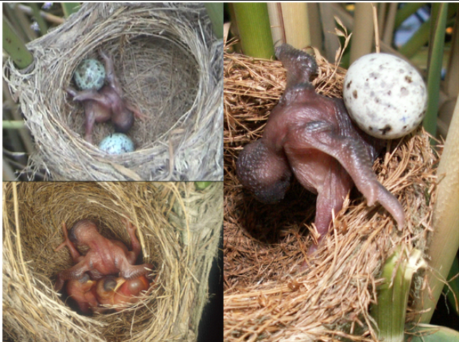 pictures of baby birds pushing eggs out of a nest.
