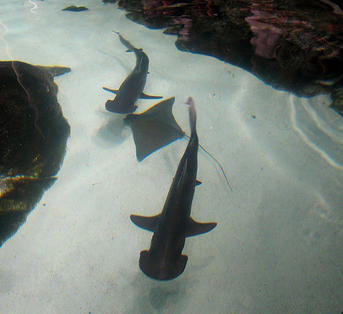 Two Bonnethead sharks demonstrating following behavior.