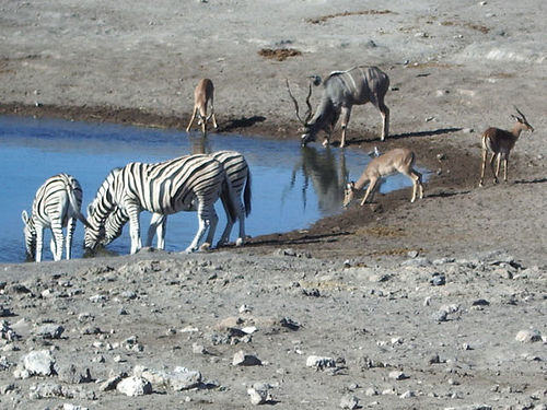 Many animals gathered around a watering hole.