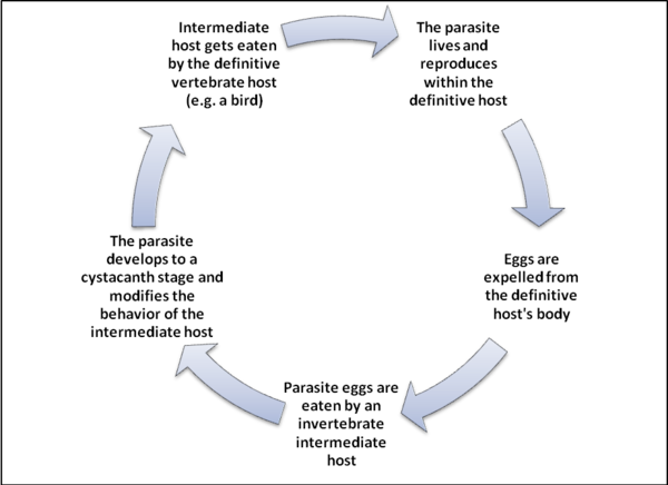 an Acanthocephalan life cycle diagram