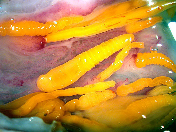 Pigments called carotenoids are visible through the transparent cuticle of its host G. pulex.