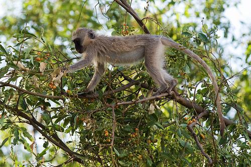 A vervet monkey foraging in the treetops.
