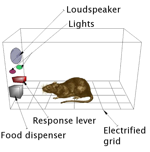 a diagram of a rat in a skinner box.