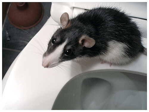 a rat standing on a toilet seat.