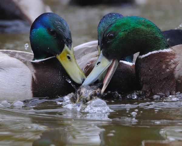three drakes pinning a female mallard duck down and performing the act of copulation.