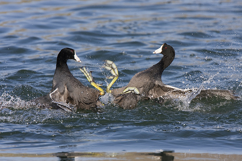 two ducks fighting in water.
