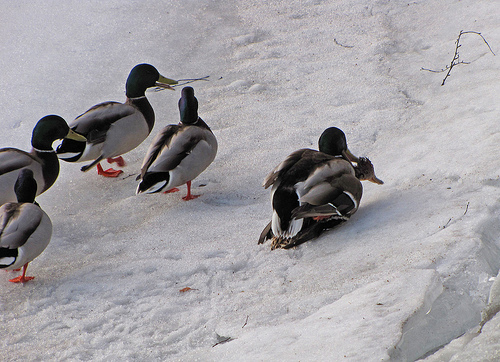 a group of male ducks waiting to mount a female, one male has already mounted the female.