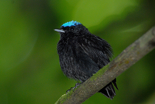 a blue-crowned manakin bird