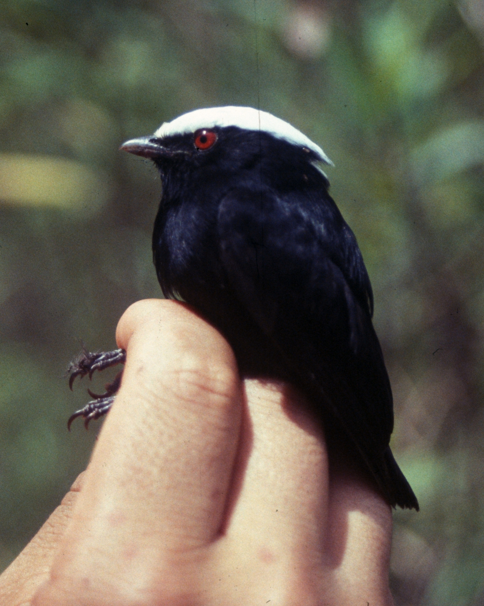 a white-crowned manakin