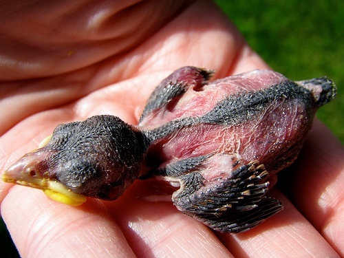 a healthy sparrow hatchling being held in a human hand.