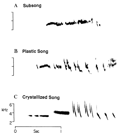three figures showing the representation of different developmental stages of song overtime.