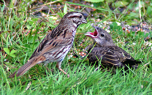 a parent bird feeding a fledgling bird.