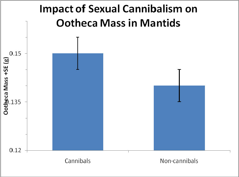 chart showing impact of sexual canaibalism on ootheca mass in Mantids