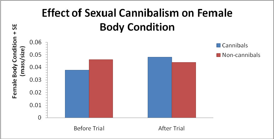 chart showing effect of sexual canaibalism on female body condition