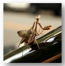 picture of female praying mantis being mounted by a male she has decapitated