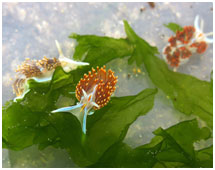 picture of horned nudibranch Herminssenda Crassicori