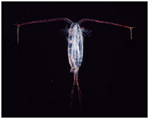 picture of copepods