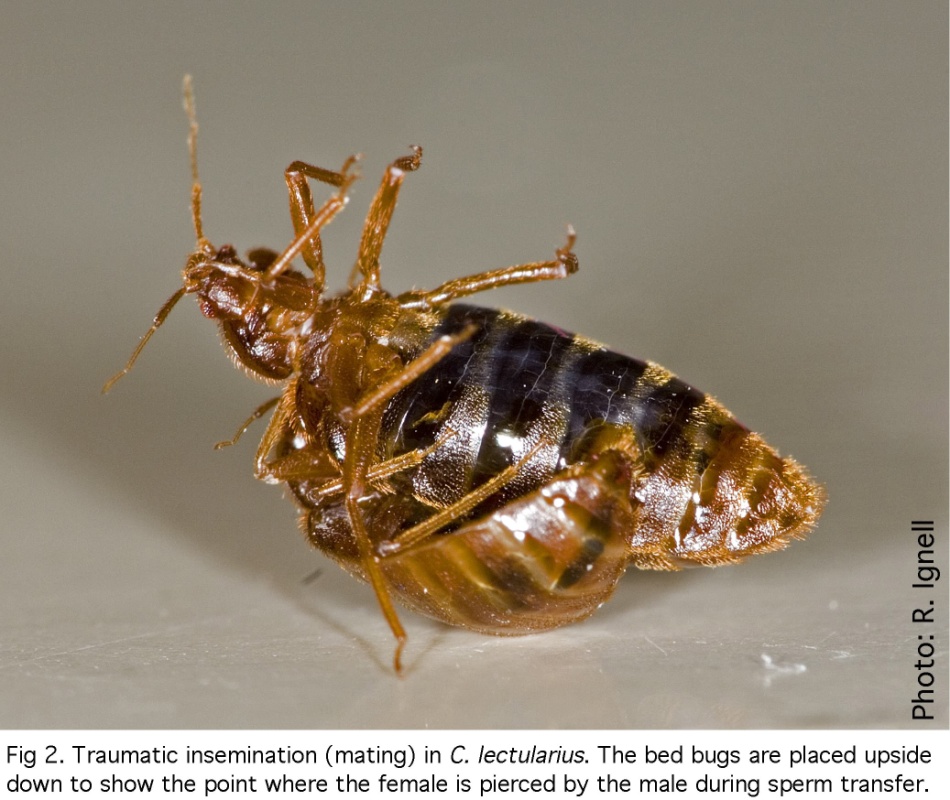 An image of a female being forcefully inseminated by a male bed bug.