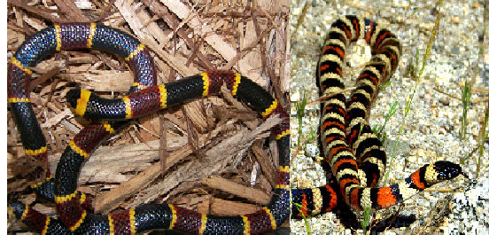 a picture of an eastern coral snake and a king snake.