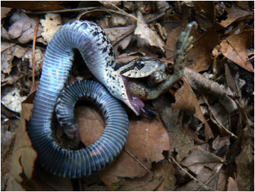 A hognose snake feigning death by rolling over and regurgitating its last meal.