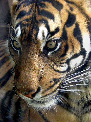 photograph of a tiger
