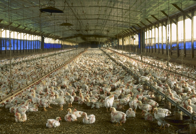  Photograph of a Commercial Meat Chicken Production House