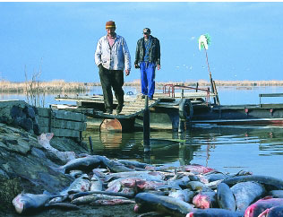 photograph of dead fish on the shores of Baia Mare