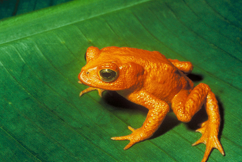 Monteverde Golden Toad