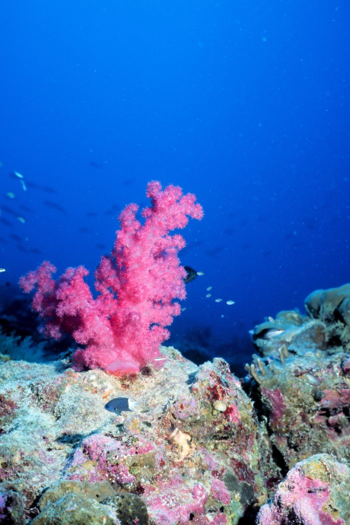 Pink Soft Coral with Reef Fish