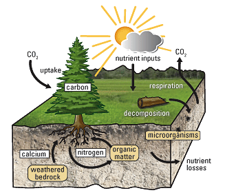 Soil-Plant Nutrient Cycle