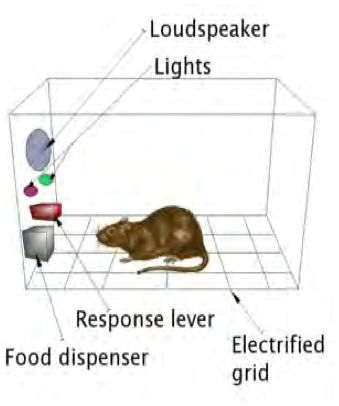 The mouse is in a box which has a lever, a food dispenser, a light, and a loudspeaker.