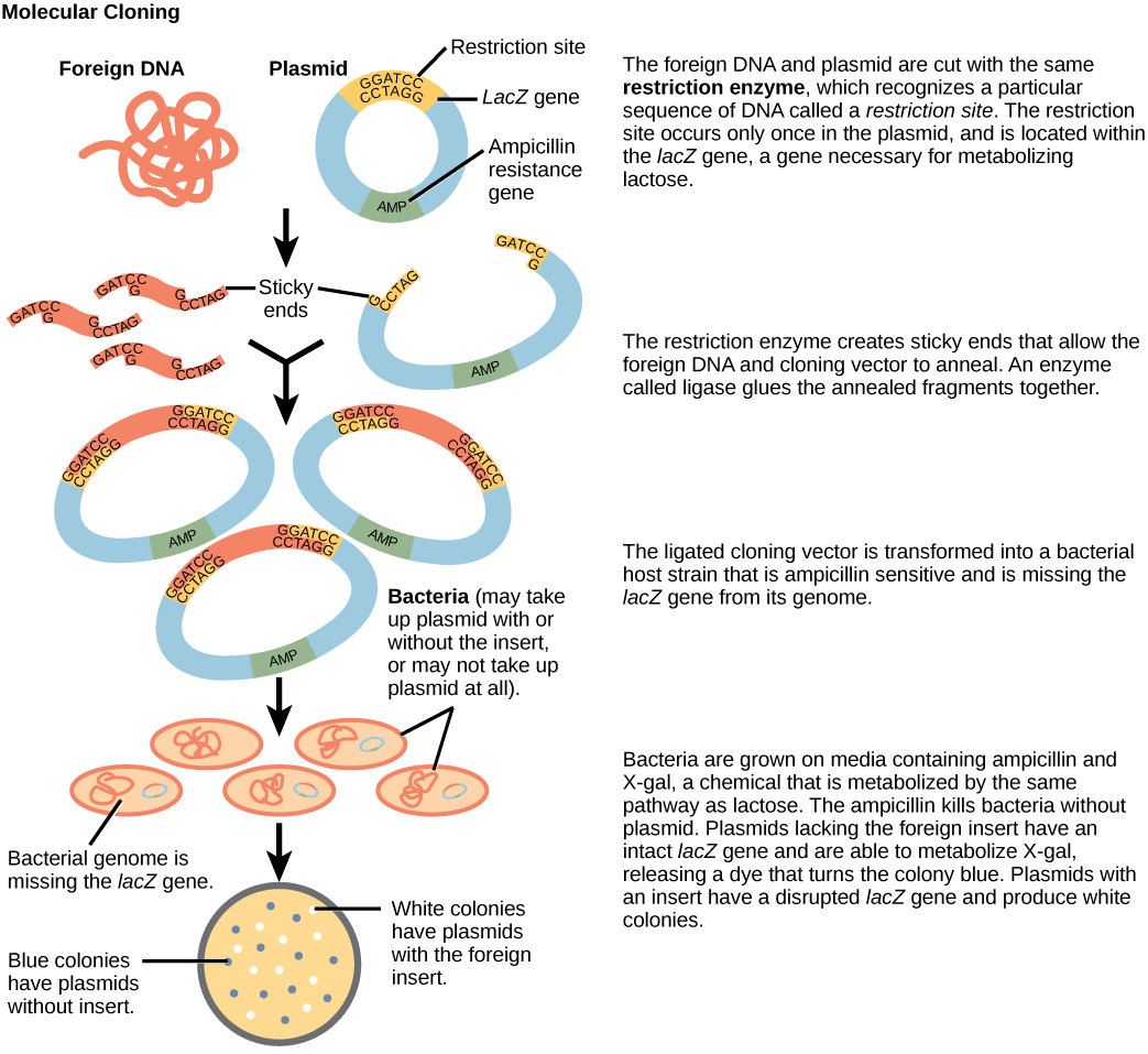 Figure illustrates the steps in molecular cloning into a plasmid called a cloning vector. The vector has a lacZ gene, which is necessary for metabolizing lactose, and a gene for ampicillin resistance. Within the lacZ gene are restriction sites, sequences of DNA cut by a particular restriction enzyme. The DNA to be cloned and the plasmid are both cut by the same restriction enzyme. The restriction enzyme staggers the cuts on the two strands of DNA, such that each strand has an overhanging single-stranded bit of DNA. On one strand, the sequence of the overhang is GATC, and on the other, the sequence is CTAG. These two sequences are complementary, and allow the fragment of foreign DNA to anneal with the plasmid. An enzyme called ligase joins the two pieces together. The ligated plasmid is then transformed into a bacterial strain that lacks the lacZ gene and is sensitive to the antibiotic ampicillin. The bacteria are plated on media containing ampicillin, so that only bacteria that have taking up the plasmid (which has an ampicillin resistance gene) will grow. The media also contains X-gal, a chemical that is metabolized in the same way as lactose. Plasmids lacking the insert are able to metabolize X-gal, releasing a dye from X-gal that turns the colony blue. Plasmids with the insert have a disrupted lacZ gene and produce white colonies. Thus, colonies containing the cloned DNA can be selected on the basis of color.