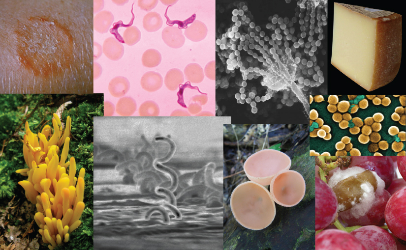 A photo collage of images from the chapter. Clockwise from top left are: ringworm in skin; trypanosomes (pink ribbon-like parasites) in a smear of blood viewed under a light microscope; an electron micrograph of tree mold, showing a long, slender stalk that branches into long chains of spores that look like a string of beads; a wedge of cheese; a scanning electron micrograph of MRSA bacteria, which looks like clusters of spheres clinging to a surface; grapes with white and brown fungus; pale pink, cup-shaped fungi growing on a log; a scanning electron micrograph of corkscrew-shaped bacterium; coral fungus, a yellowish-orange fungus that grows in a cluster and is lobe-shaped.