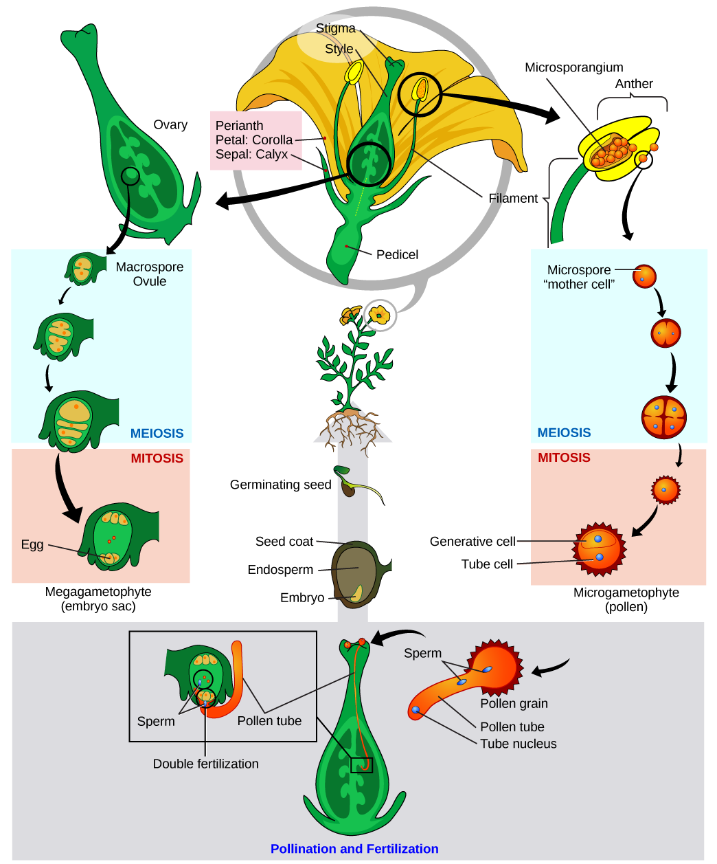 Illustration shows a tulip in cross section at the top of a clockwise circular series of images. An enlargement of the anther shows microsporangium inside. One microspore (the “mother cell”) undergoes meiosis to the four-cell stage. The mother cell then undergoes mitosis to become a microgametophyte, or pollen grain. Counterclockwise from the flower cross section, an ovary is shown with several macrospore ovules inside. One is shown developing into the embryo sac through meiosis then mitosis. At the bottom of the illustration, the pollen grain lands on the stigma of a flower, and a pollen tube grows from the pollen grain down inside the style to the ovary. The pollen tube contains a pollen tube nucleus and two sperm. The sperm fertilize the egg and the polar nuclei within the embryo sac (double fertilization).