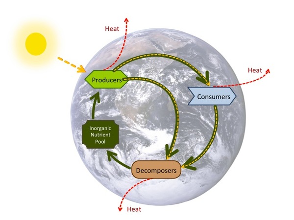 Energy flows, nutrient cycle